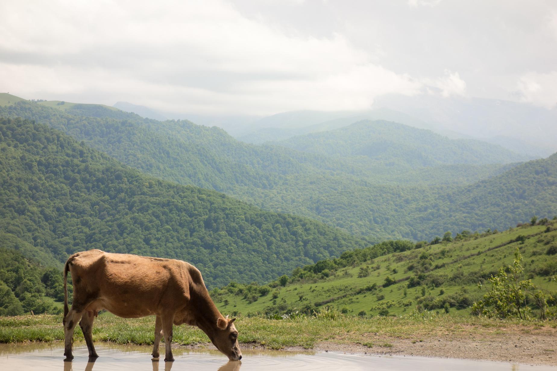 Cow on the road in Georgia