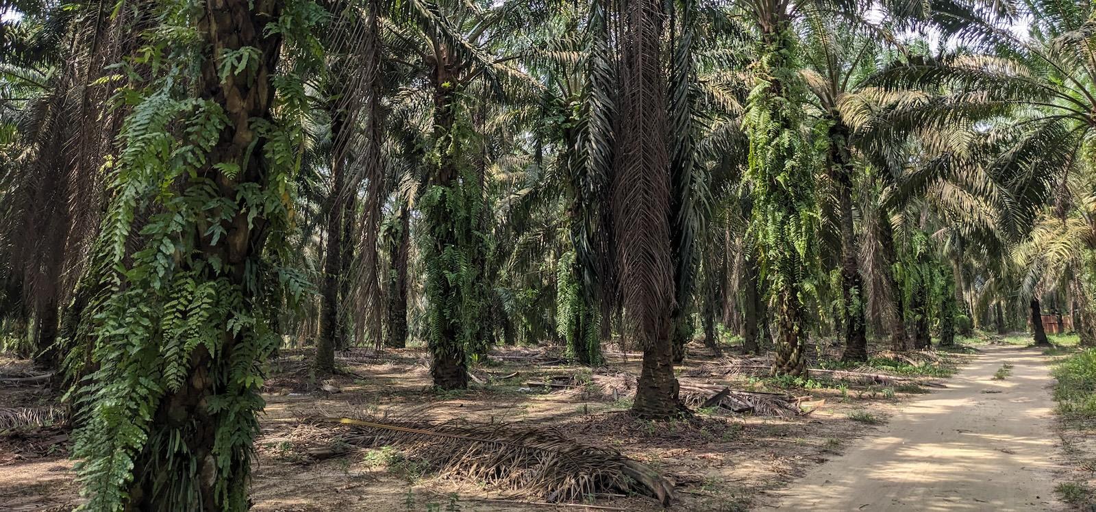 Trail through a palm plantation