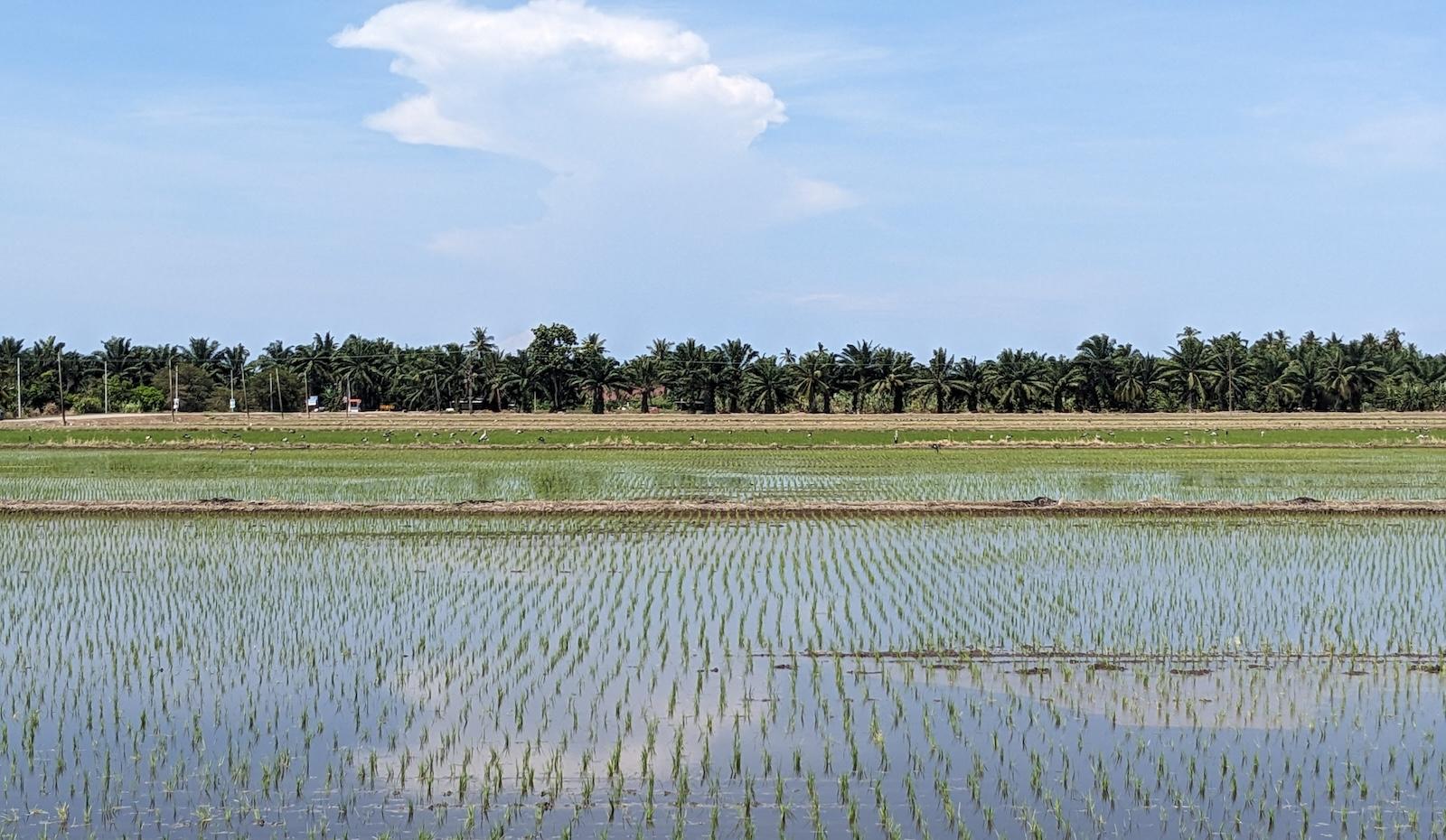 Rice paddies in Malaysia