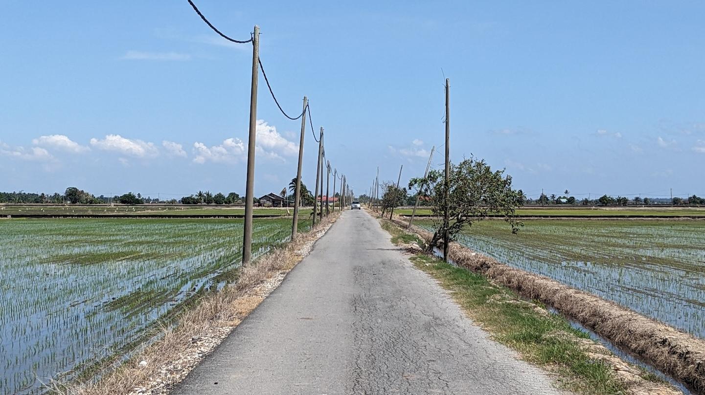 Secondary road going through rice paddies in Malaysia